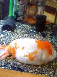 2016_0902金魚.jpg