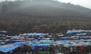 ここファーム収穫祭.jpg